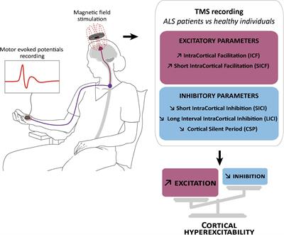 Cortical Circuit Dysfunction as a Potential Driver of Amyotrophic Lateral Sclerosis